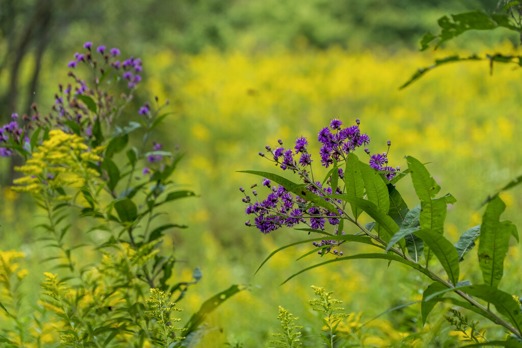Ironweed and Goldenrod by kvphoto