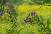 19th Sep 2021 - Ironweed and Goldenrod