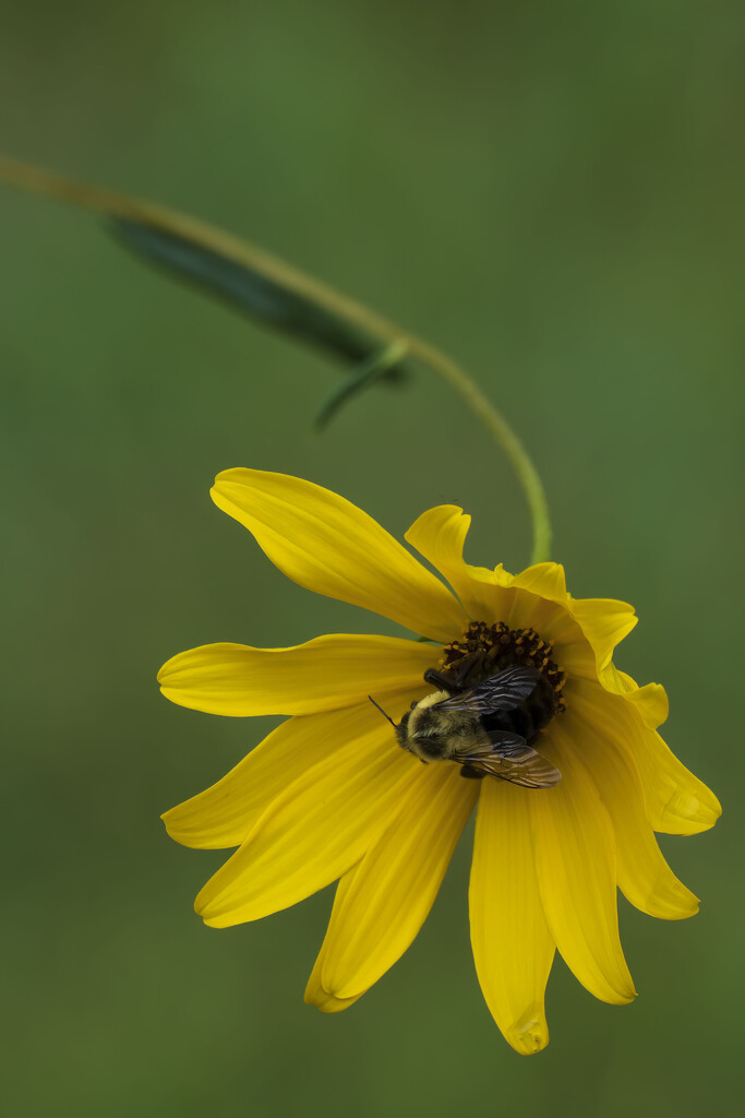 Swamp Sunflower Bee by kvphoto