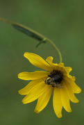 21st Sep 2021 - Swamp Sunflower Bee