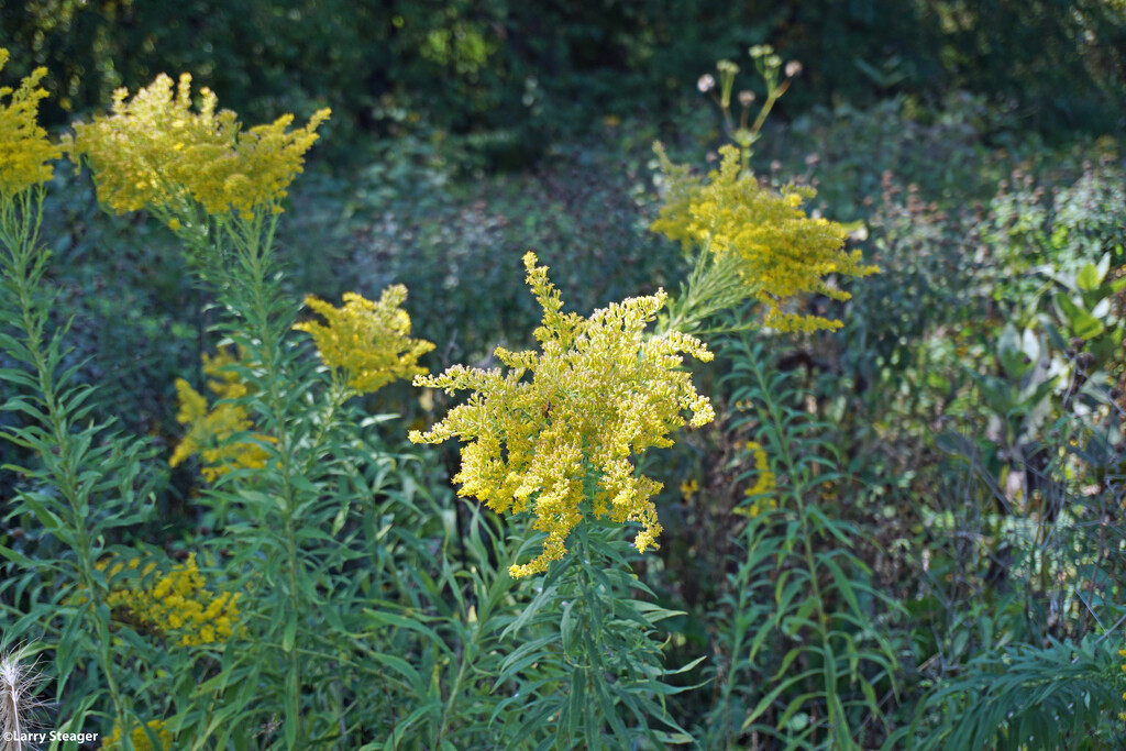 Wildflowers in a Prairie preserve by larrysphotos