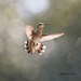 LHG-9276- Backlight Hummingbird by rontu