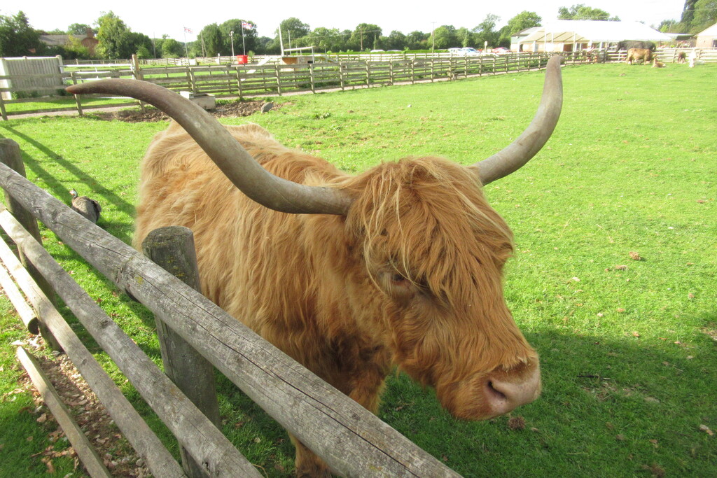 highland cow by anniesue