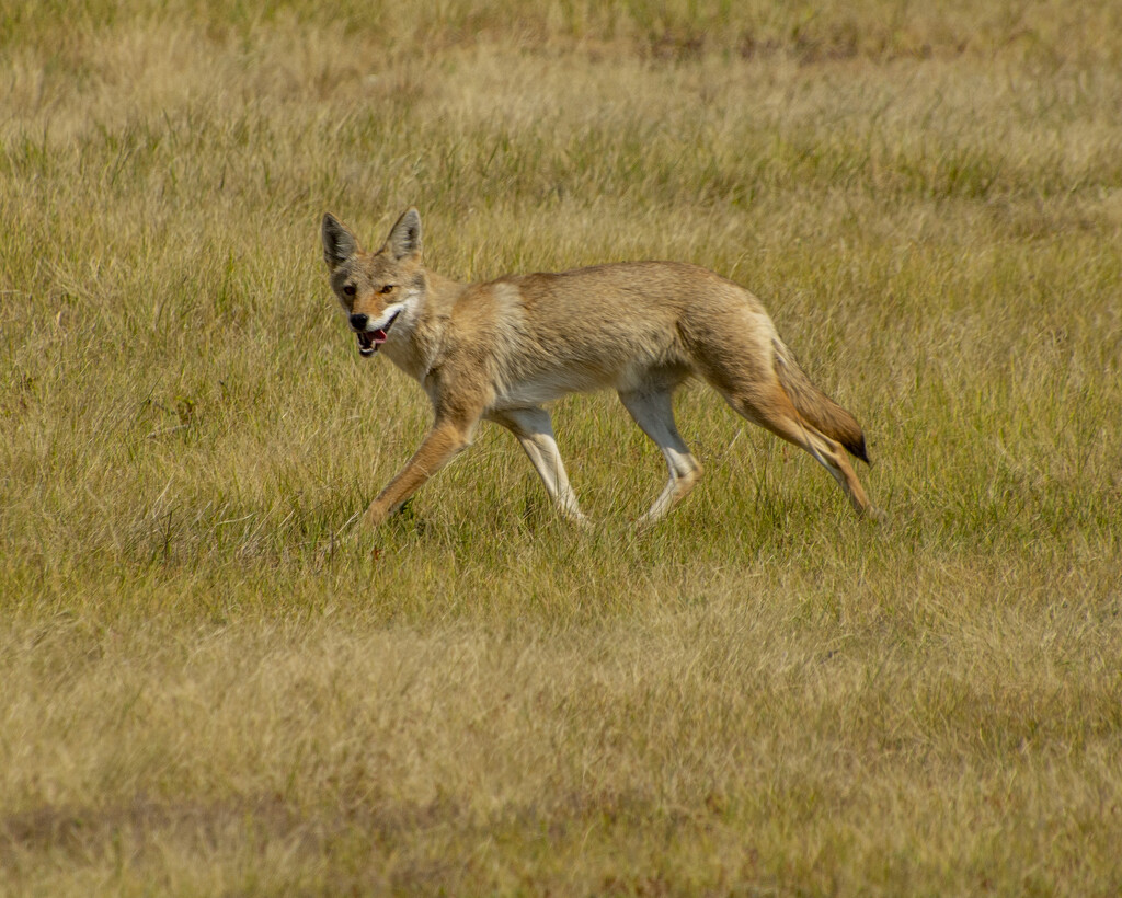 Coyote On The Hunt by cwbill
