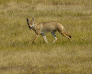 22nd Sep 2021 - Coyote On The Hunt
