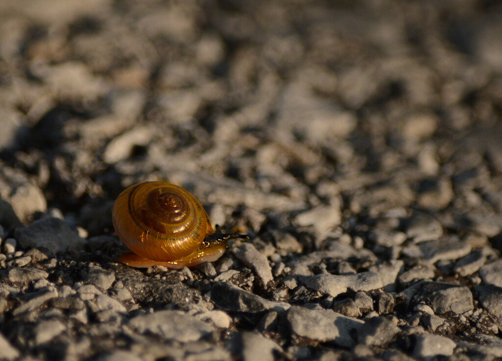 teeny snail by francoise