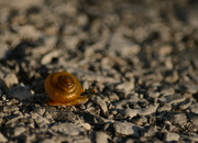 18th Sep 2021 - teeny snail
