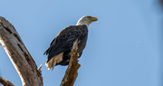 22nd Sep 2021 - The Bald Eagle Showed Up Today!