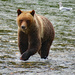 Fishing Grizzly Bear by kathyo