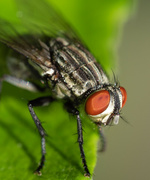 22nd Aug 2021 - White face fly.