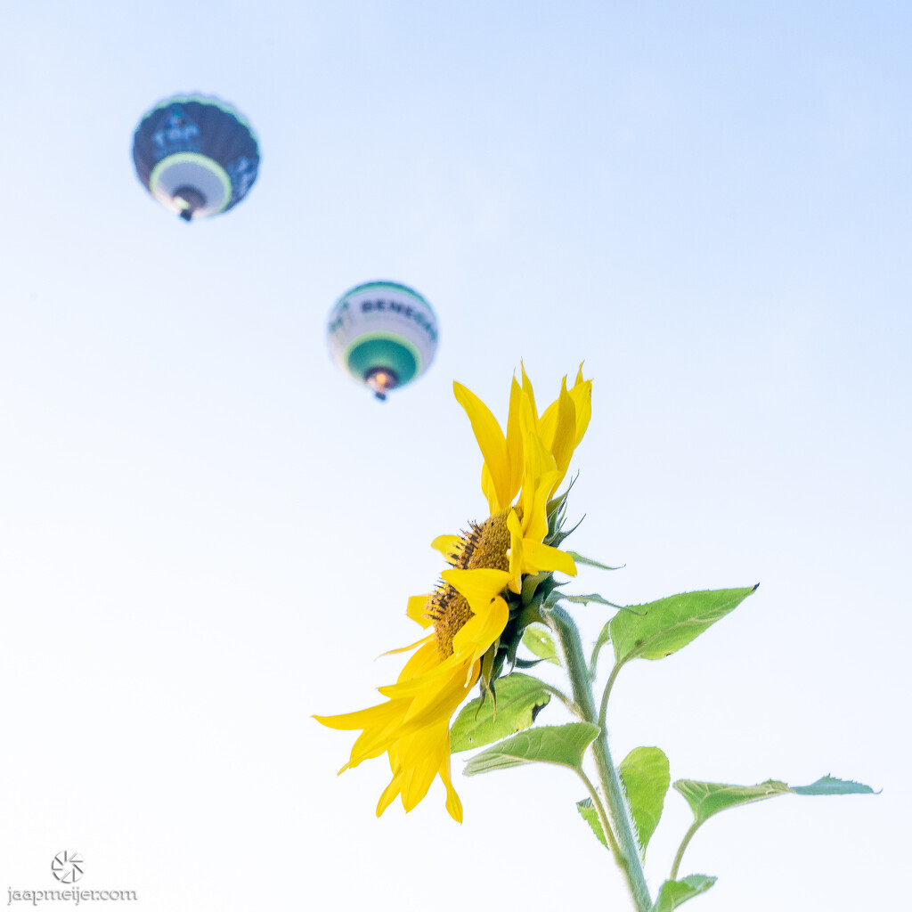 Sunflower meets balloons by djepie