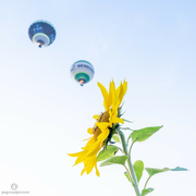 23rd Sep 2021 - Sunflower meets balloons