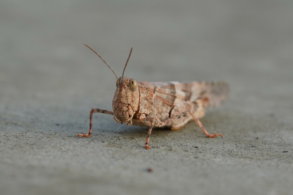 Carolina grasshopper by acolyte
