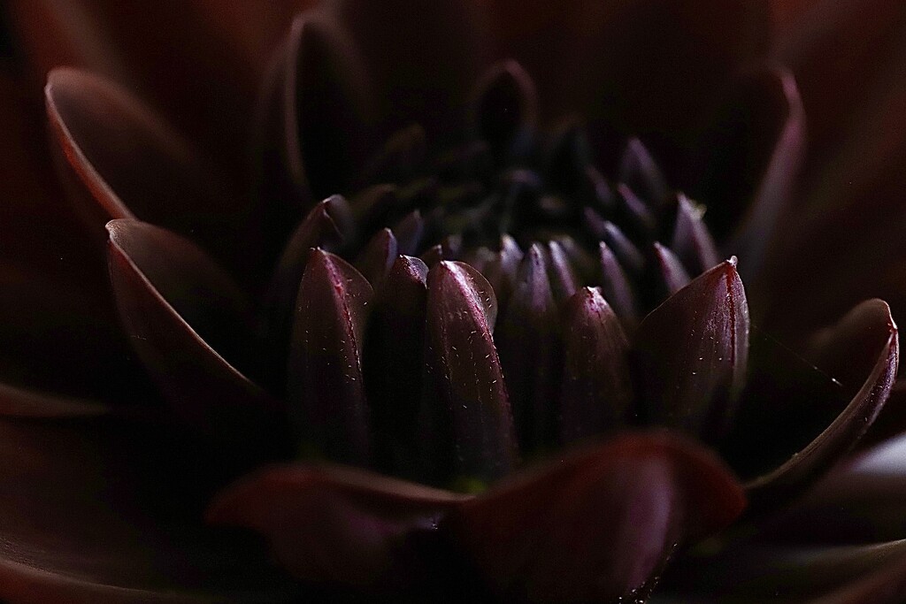 Dark Dahlia by carole_sandford