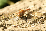22nd Sep 2021 - Dragonfly 1