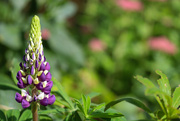 23rd Sep 2021 - Last of the Lupins