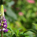 Last of the Lupins by phil_sandford