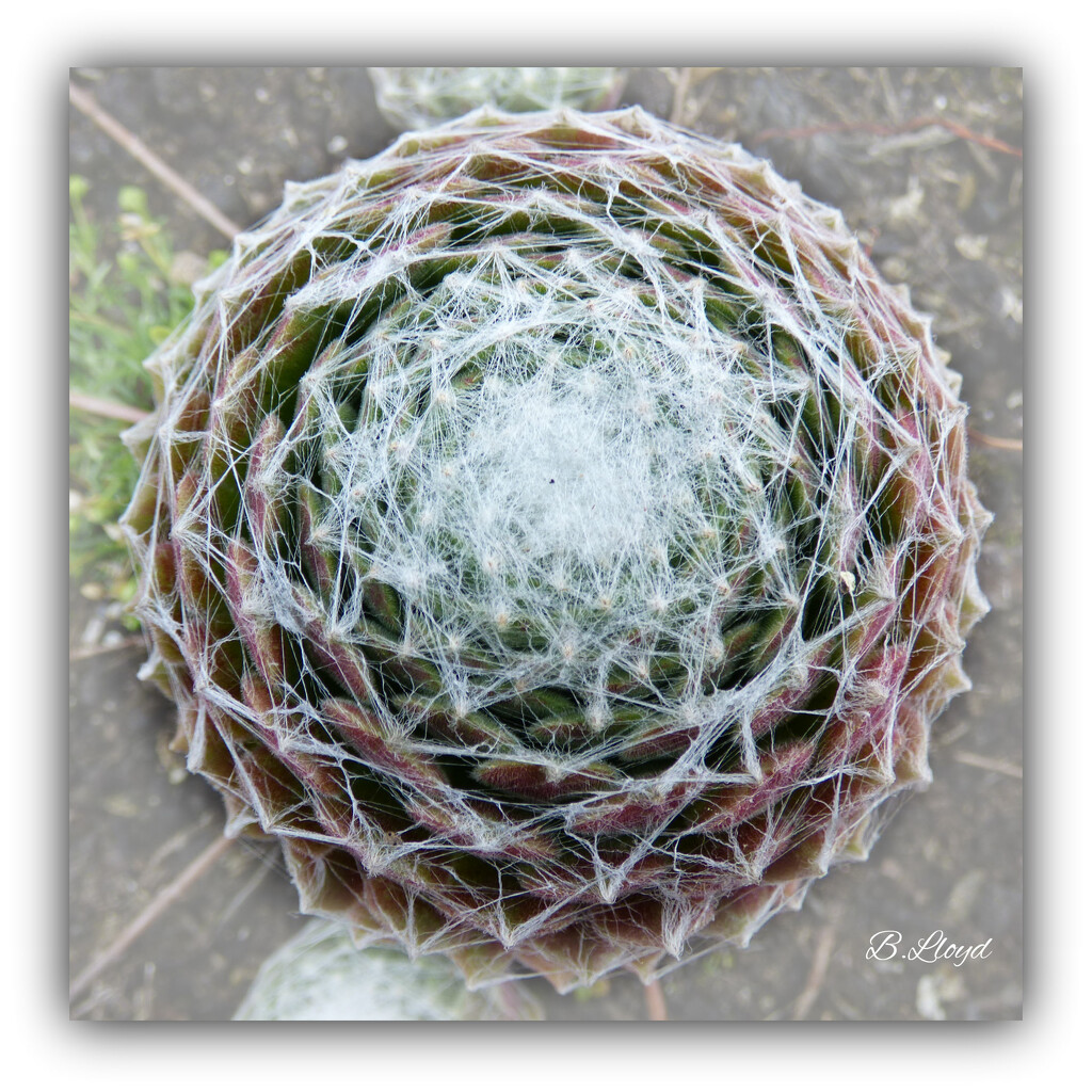 Webbed succulent  ( au natural) by beryl