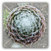 Webbed succulent  ( au natural) by beryl