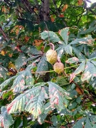 23rd Sep 2021 - Autumn.. Conkers