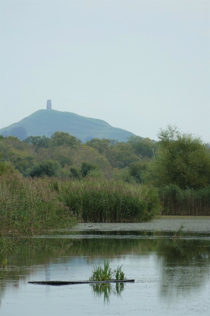 Glastonbury Tor from Ham Wall by cam365pix