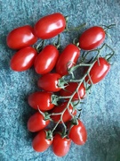 24th Sep 2021 - Supermarket sold Vine tomatoes. 