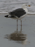 22nd Sep 2021 - Black-Backed Gull Reflection