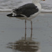 Black-Backed Gull Reflection by timerskine
