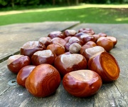 23rd Sep 2021 - Anyone for conkers?