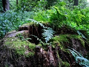 24th Sep 2021 - Rotten tree stump