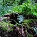 Rotten tree stump by jon_lip