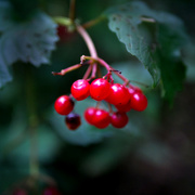 25th Sep 2021 - Berries from the woods