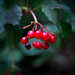 Berries from the woods by jon_lip
