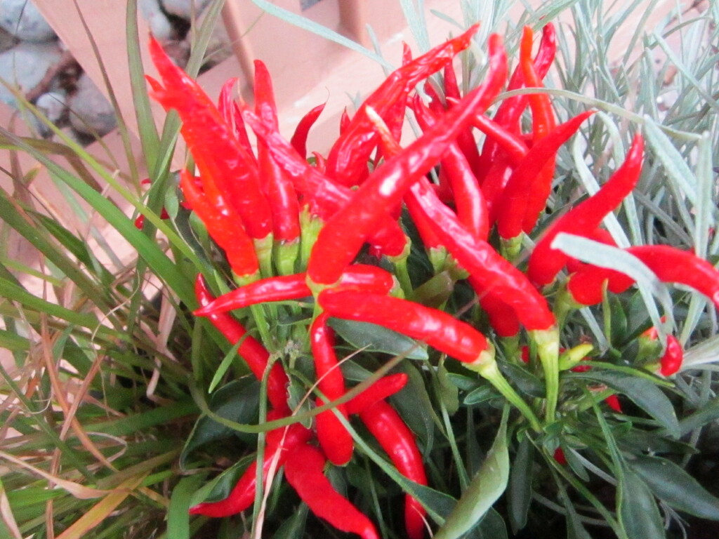 Ornamental peppers from the flower garden by bruni