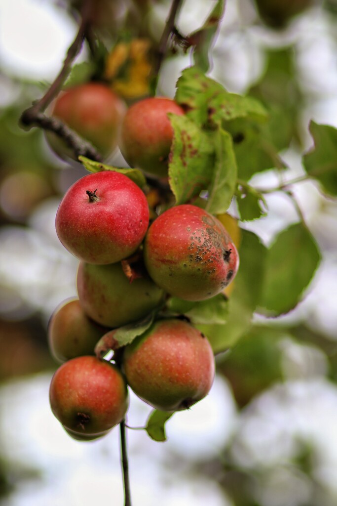 My apples by okvalle