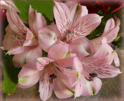 23rd Sep 2021 - Peruvian Lily. 