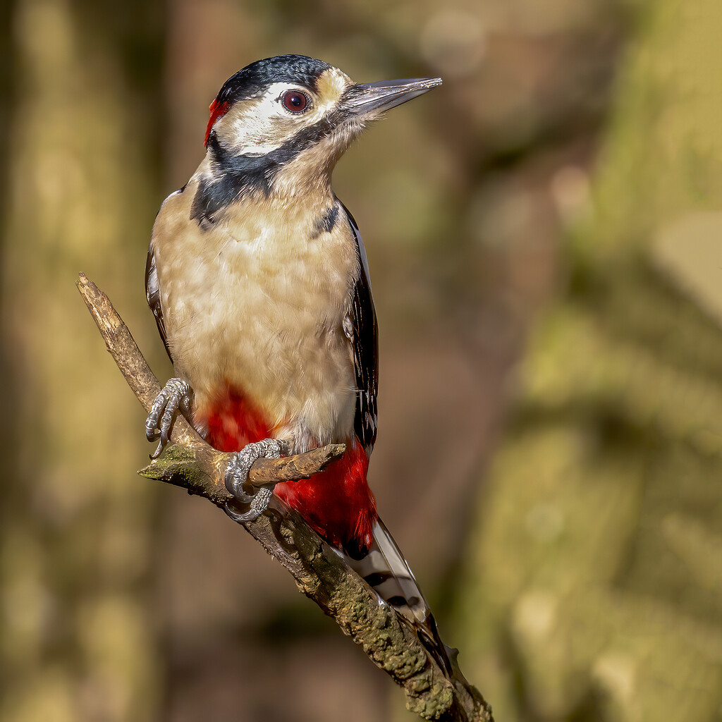 Greater Spotted Woodpecker by shepherdmanswife