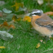 Greenland Wheatear by lifeat60degrees