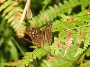 23rd Sep 2021 -  Speckled Wood