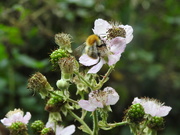 18th Sep 2021 - Busy Bee