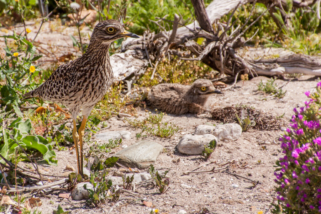 Mama Thick Knee by seacreature