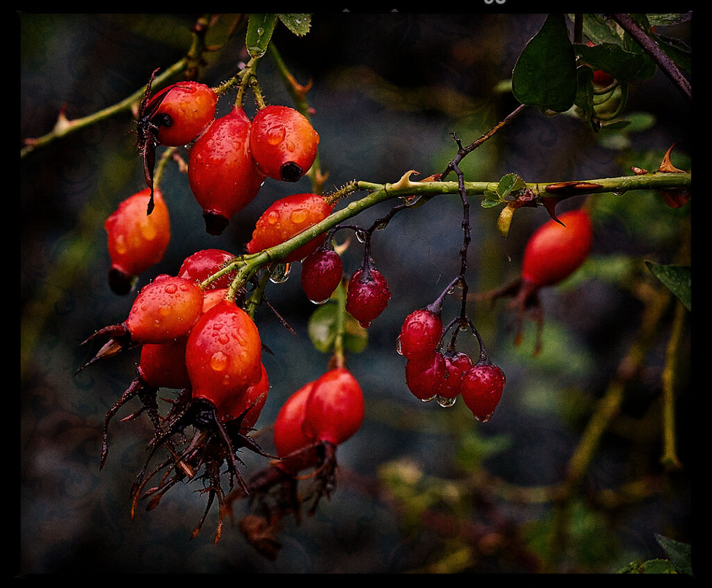 Rose Hips and Nightshade by gardencat