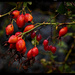 Rose Hips and Nightshade by gardencat