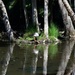 Confusing Reflections ..  And ..  A Magpie Goose ~   by happysnaps