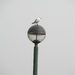 Another perched bird by speedwell