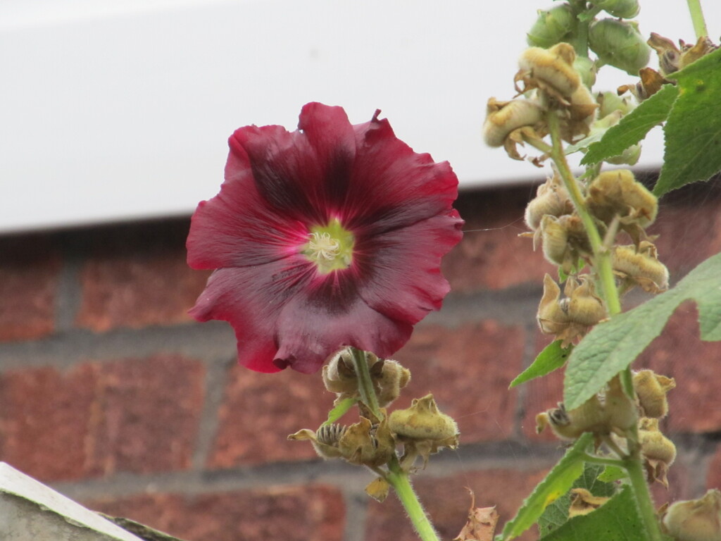 Will this be the last bloom on the Hollyhock? by speedwell