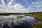 23rd Sep 2021 - Balsam Lake Wetlands