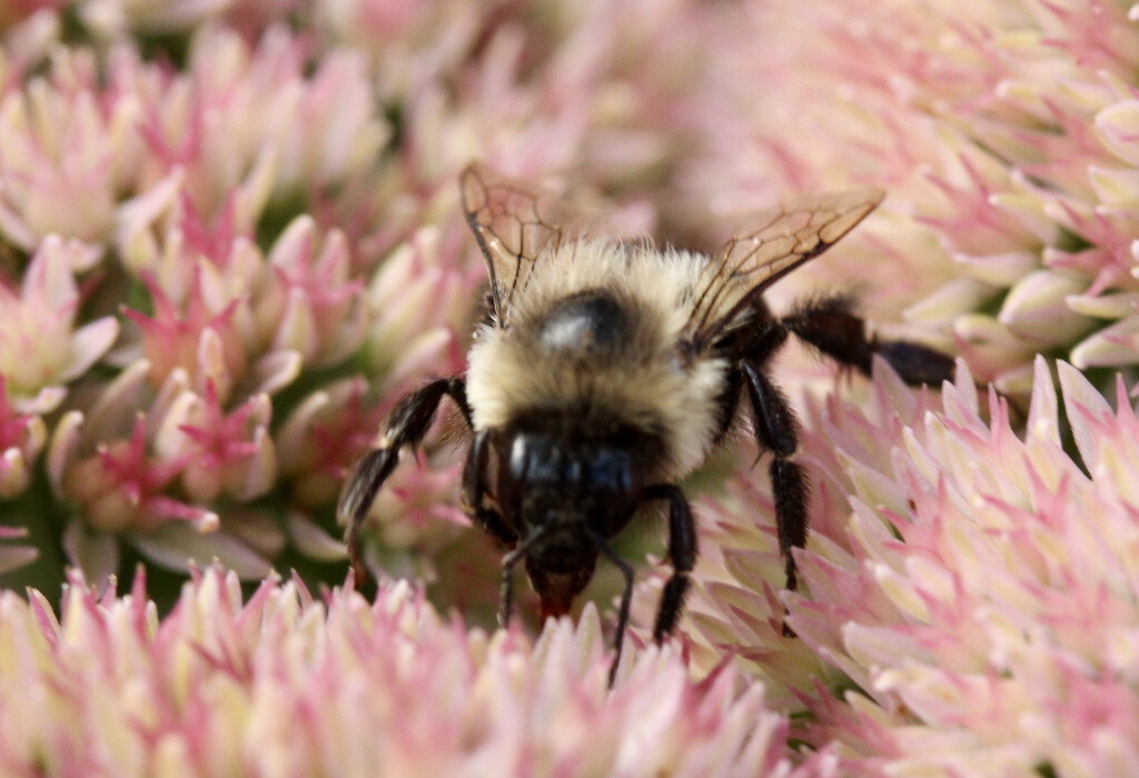 Carpenter Bee by corinnec