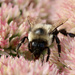 Carpenter Bee by corinnec