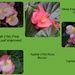 Begonias by sandlily